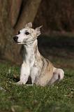 WHIPPET 423